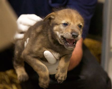 Critically endangered red wolf cubs born in captivity in South Dakota